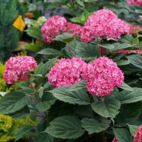 Руби Анабель деревовидная гортензия