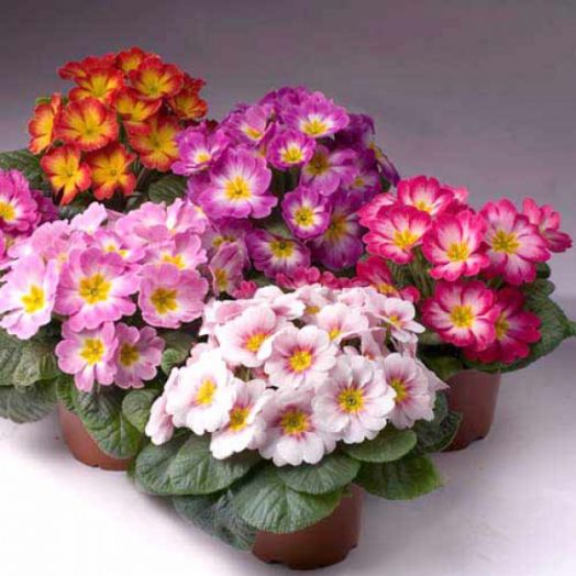 Примула бесстебельная (Primula acaulis) Danova Meteor Mix F1, 50 семян