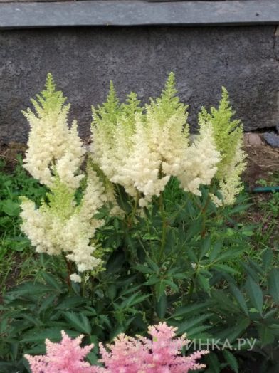 Астильба Арендса Вайс Глория