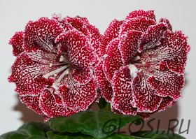 ЕН-Тигровая Лилия (сел.Е.Николаева) Новинка 2025!