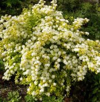 Голд Фонтан спирея