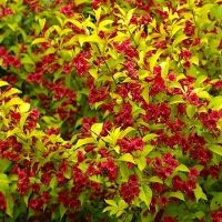 Аурея вейгела