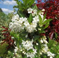 Бристол Сноуфлейк вейгела