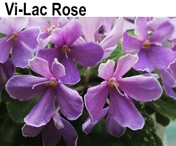 Vi-Lac Rose  НОВИНКА КАТАЛОГА