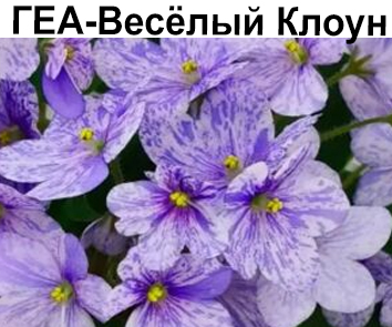 ГЕА-Веселый Клоун (Е.Галицкая)  НОВИНКА