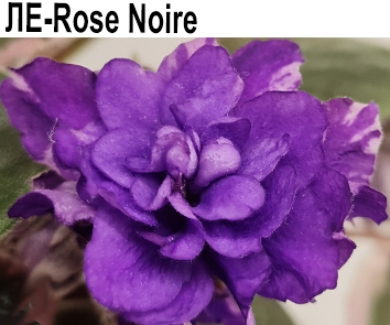 ЛЕ-Rose Noire (Лебецкая)
