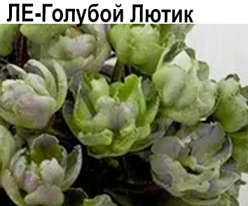 ЛЕ-Голубой Лютик (Лебецкая)  НОВИНКА КАТАЛОГА