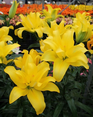 БАТТЕРФЛЯЙ ВИНГЗ (ЛА махровая) лилия