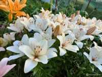 Шампань Даймонд (ЛА) лилия