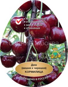Вишня-черешня (дюк) Кормилица (подвой семенной, вишня Магалебская), 1 шт (Поиск)