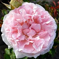 Миранда (Miranda)