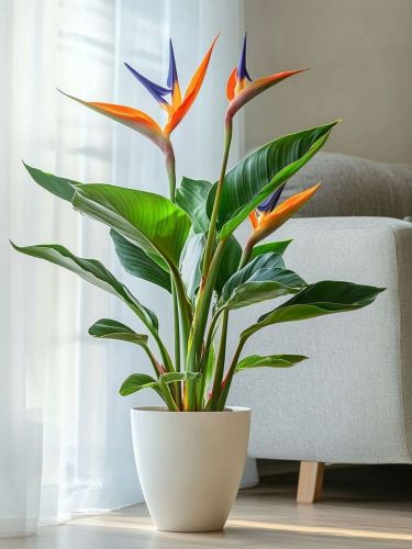 Стрелиция Райская птица