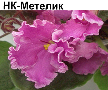 НК-Метелик (Козак)  НОВИНКА КАТАЛОГА