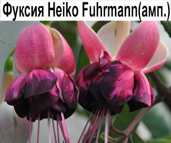 Фуксия Heiko Fuhrmann ампель  НОВИНКА КАТАЛОГА