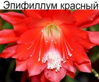 Эпифиллум красный