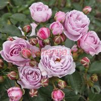 Наутика (Nautica)