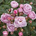 Наутика (Nautica)