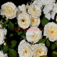 Нэж д*Эте (Neige d'Ete)