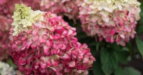 Гортензия метельчатая Колорфул Коктейль