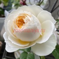 Прайд энд Преджудис (Pride and Prejudice)