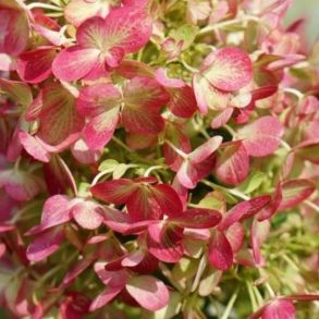 Гортензия метельчатая Граффити