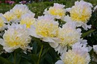 Топ Брасс пион