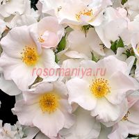 Салли Холмс (Sally Holmes)