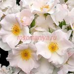 Салли Холмс (Sally Holmes)