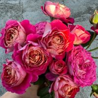 Сентенер де Лей-Ле  (Centenaire de l'Haÿ-les-roses)