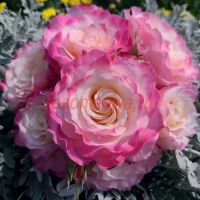 Серафим (Seraphim)