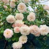 Стефани Баронин цу Гуттенберг (Stephanie Baronin zu Guttenberg)