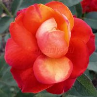 Темпи Модерни (Tempi Moderni)