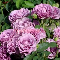 Терра Лимбурджиа (Terra Limburgia)