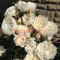 Уильям энд Кэтрин (William and Catherine)