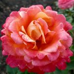 Френези (Frenesie)