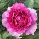 Шахерезад (Sheherazade)