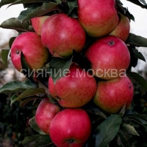 Яблоня колонновидная Московское ожерелье (Х-2) (подвой клоновый, 54-118, полукарликовый), 1 шт., Поиск