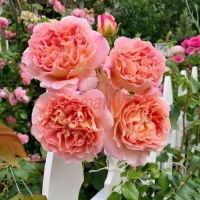Эбрехем Дэрби (Abraham Darby)