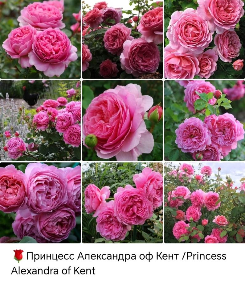 Принцесса Александра оф Кент