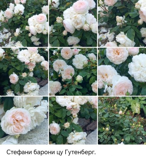 Стефани Барони