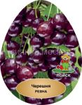 Chereshnya-Revna-podvoj-semennoj-vishnya-Magalebskaya-1-sht-Poisk