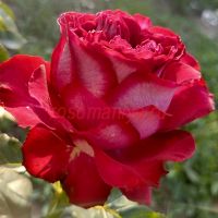 Эсмеральда (Esmeralda)