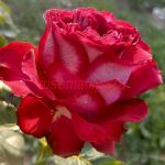 Эсмеральда (Esmeralda)