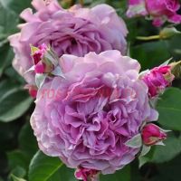 Юмемурасаки (Yumemurasaki)