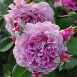 Юмемурасаки (Yumemurasaki)