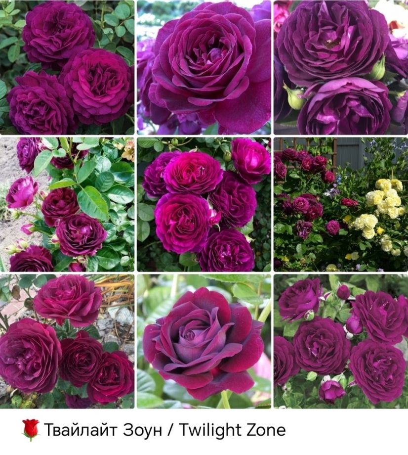 Твайлайт Зоун