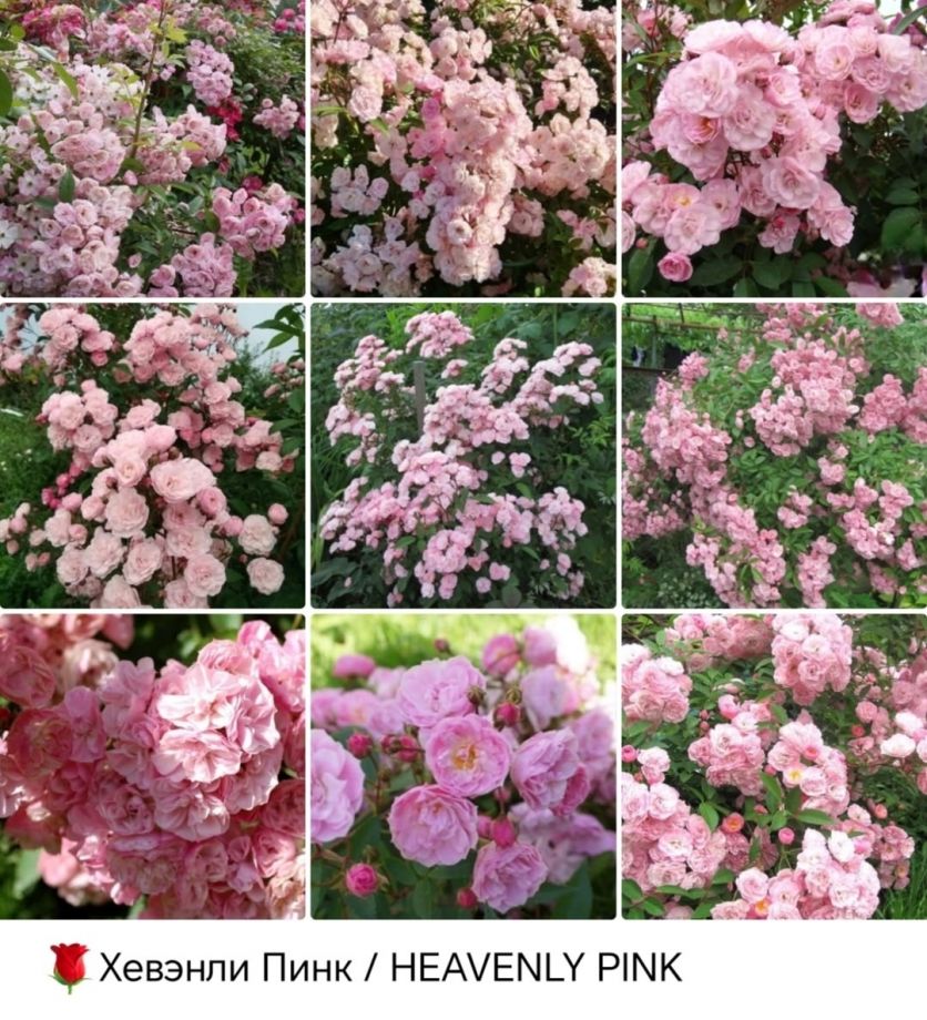 Хевенли пинк