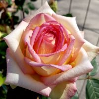 Анна Молинари (Anna Molinari)