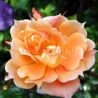 Бридж оф Сайз (Bridge of Sighs)