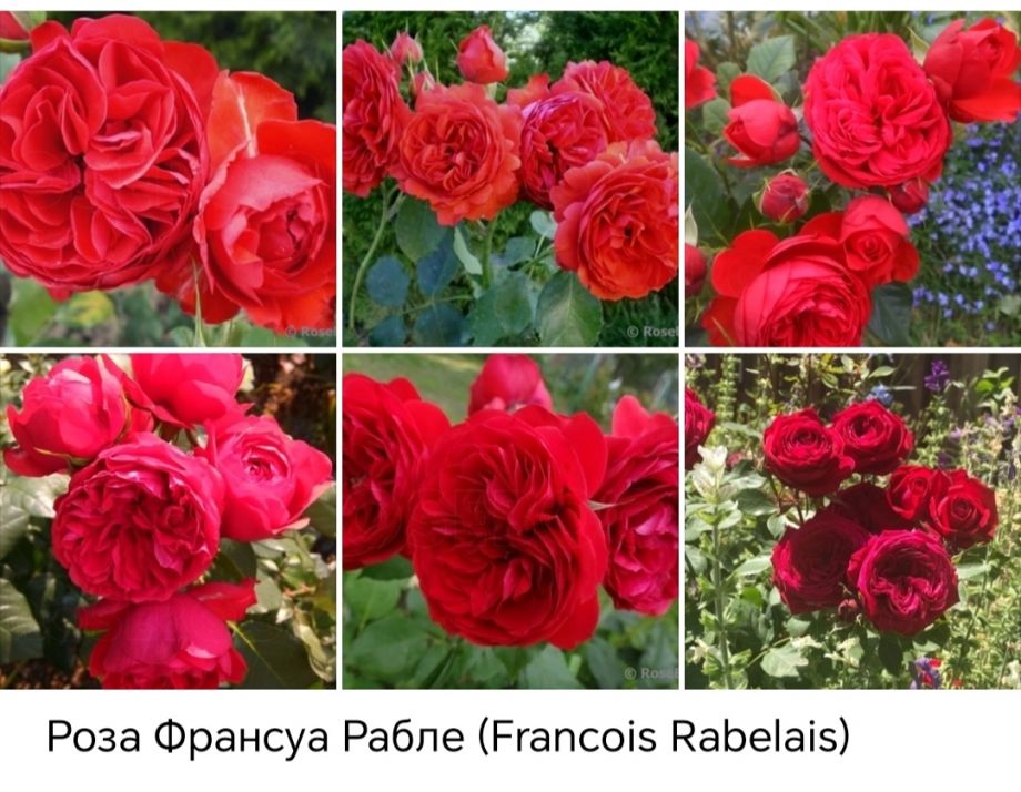 Француа Рабле